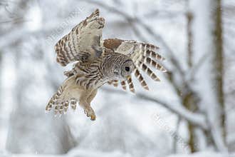 Barred owl flying in the forest