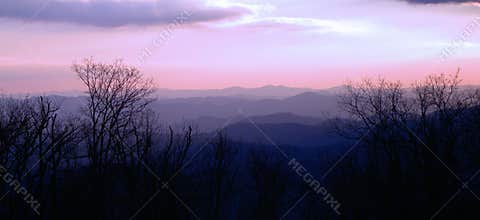 Smoky Mountains Purple Majestey