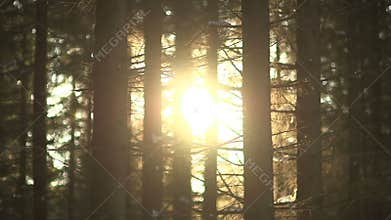 Sunrise in the forest