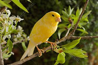 Canary bird.