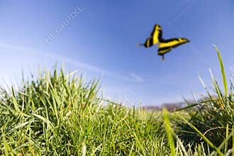 meadow in summer