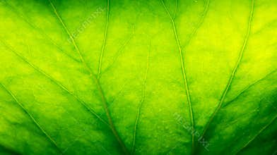 Green leaf macro background