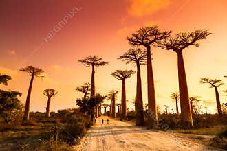 Baobab Alley Sunset