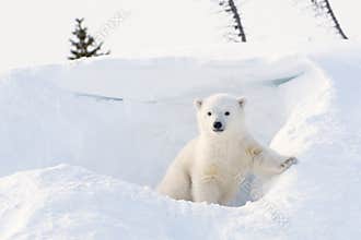 Polar bear (Ursus maritimus) cub