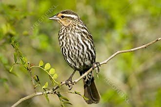 Female Red-winged Blackbird