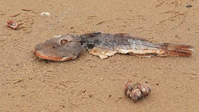 Dead Fish on a Beach 1