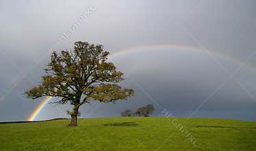 Rainbow