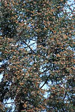 Monarch Butterflies