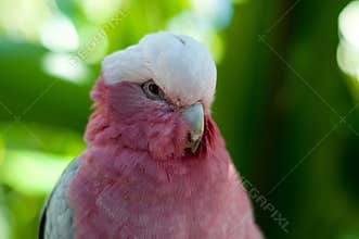 Galah