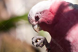 Galah