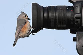Bird On A Camera