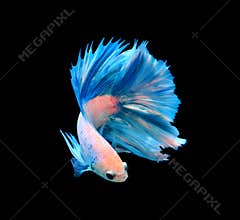 White and blue siamese fighting fish, betta fish isolated on bla
