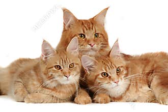 Maine coon cats