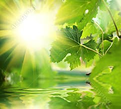 Green leaves over water