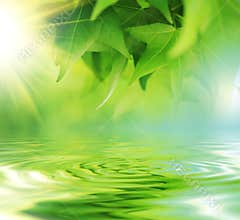 Leaves over water