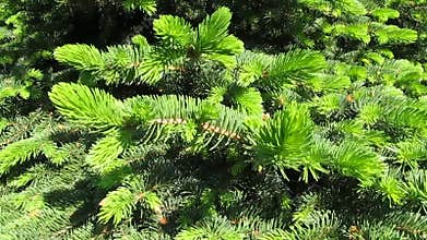 Spruce Branches In The Wind