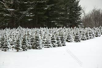 Future Christmas Trees
