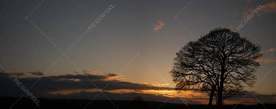 Lonely tree in sunset (Peak District - England)