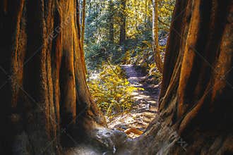 Muir Woods in Northern California