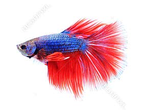 Colorful siamese fighting fish , betta isolated on white background.
