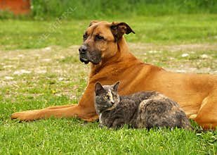 Dog with cat