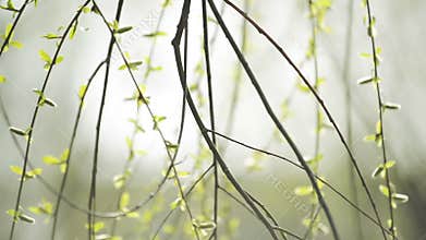 Willow Branches Swinging in the Wind on a Bright Day at The Beginning of the Spring,