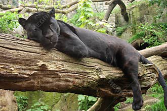 Black Jaguar