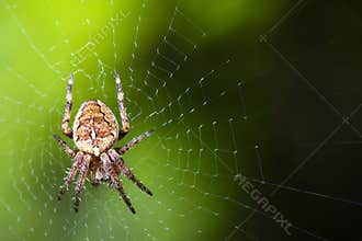 Garden Spider Web Macro