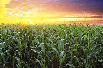 Corn field at sunset