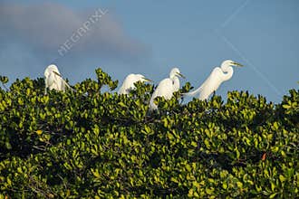 Great Egrets in a Bird Nesting Ground in Everglades Florida