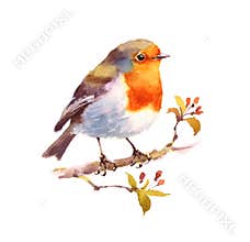 Robin Watercolor Bird Illustration Hand Painted
