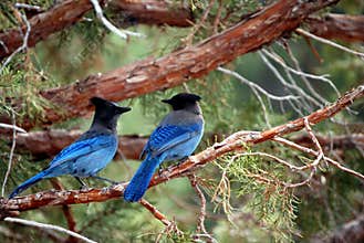 Blue birds