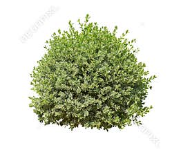 Bush isolated on white background