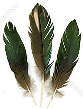 Three feathers
