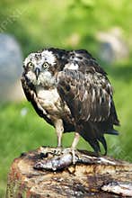 Osprey with fish