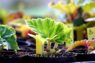 Begonia