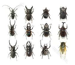 Bugs