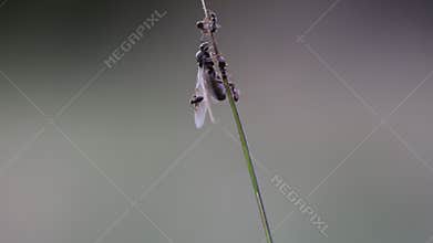 Ants marching up the grass blade