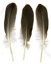 Three feathers