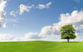 Maple tree on a meadow
