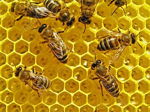Bees build honeycombs.