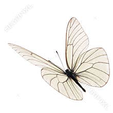 White butterfly flying