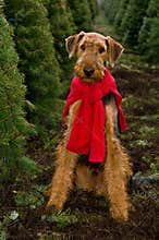 Airedale dog Christmas trees