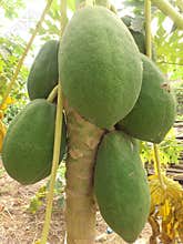 WONDERFUL PAPAYA