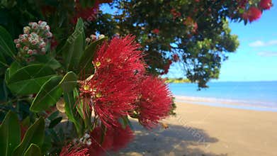 Pohutukawa red flowers blossom on the month of December New Zealand