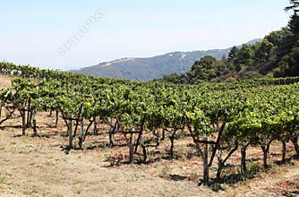 Vineyard in a countryside