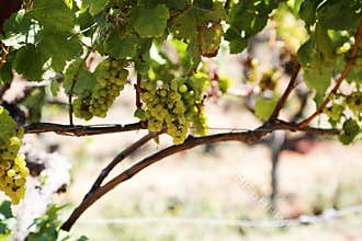 Vineyard in a countryside