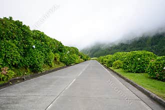 Spring road - Azores