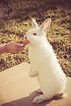 Child's hand feeding a little rabbit