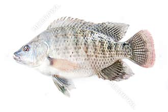 Tilapia Fish
